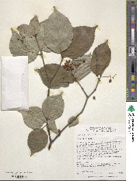 Viburnum wrightii image