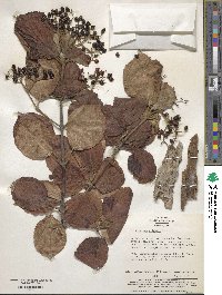 Viburnum wrightii image