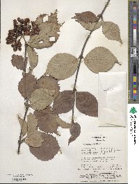 Viburnum wrightii image