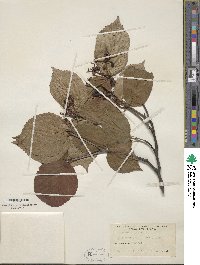 Viburnum wrightii image