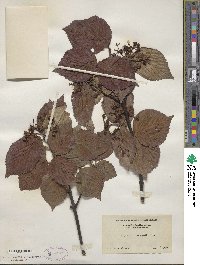 Viburnum wrightii image