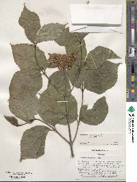 Viburnum wrightii image