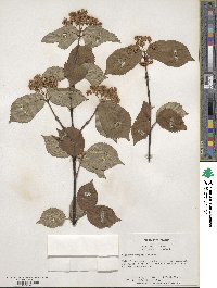 Viburnum wrightii image