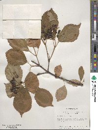 Viburnum wrightii image