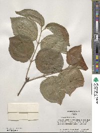 Viburnum wrightii image