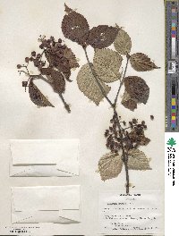 Viburnum wrightii image