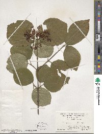 Viburnum wrightii image