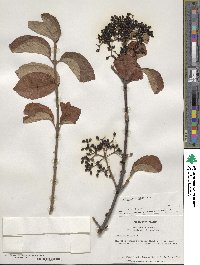 Viburnum wrightii image