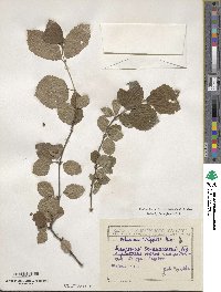 Viburnum wrightii image