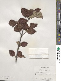 Viburnum wrightii image