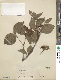 Viburnum wrightii image