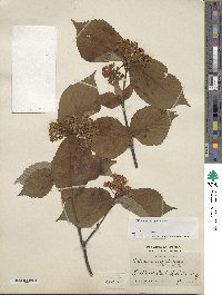 Viburnum wrightii image