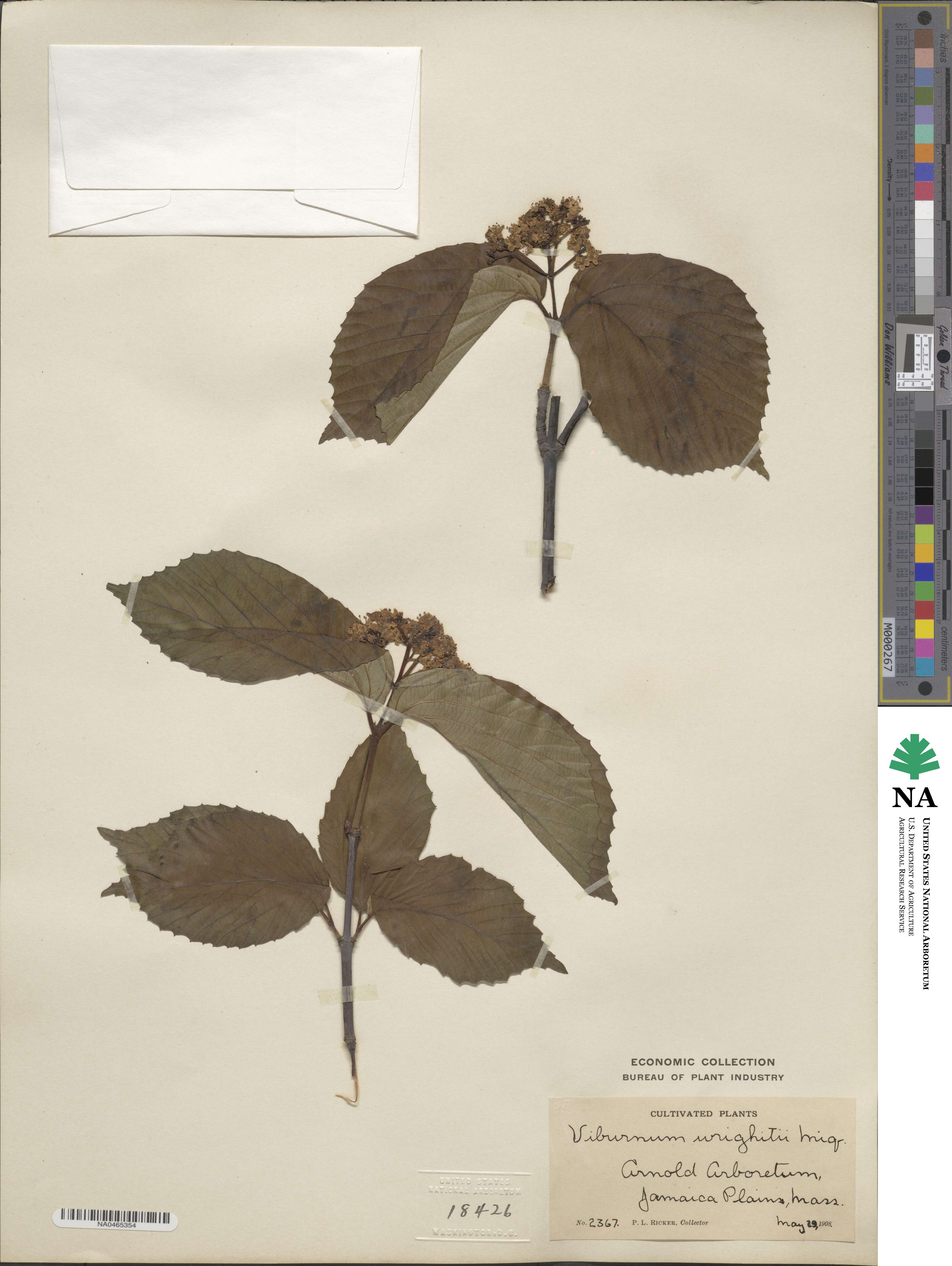 Viburnum wrightii image