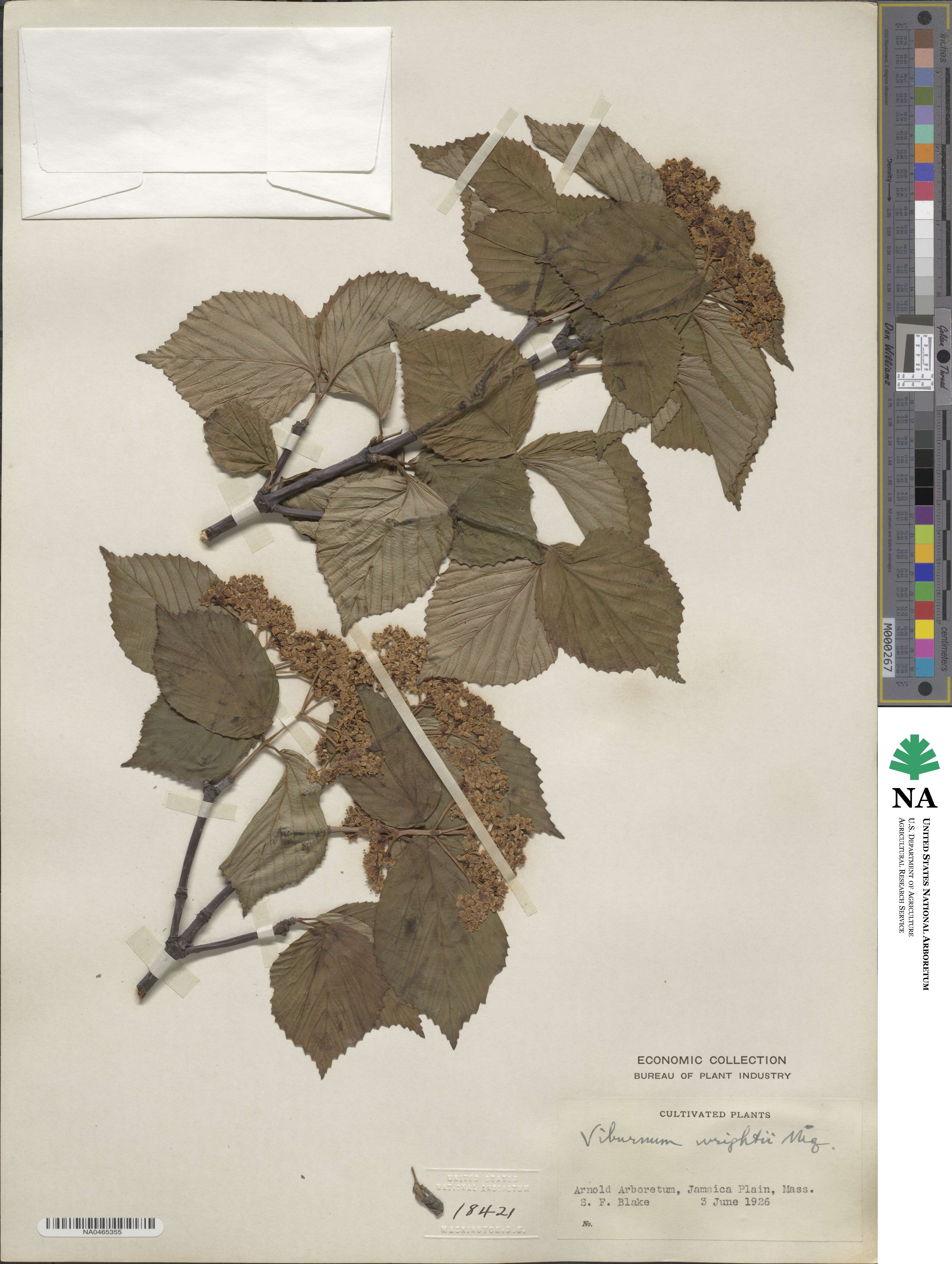 Viburnum wrightii image