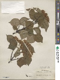 Viburnum wrightii image