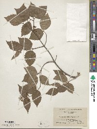 Viburnum rafinesquianum image