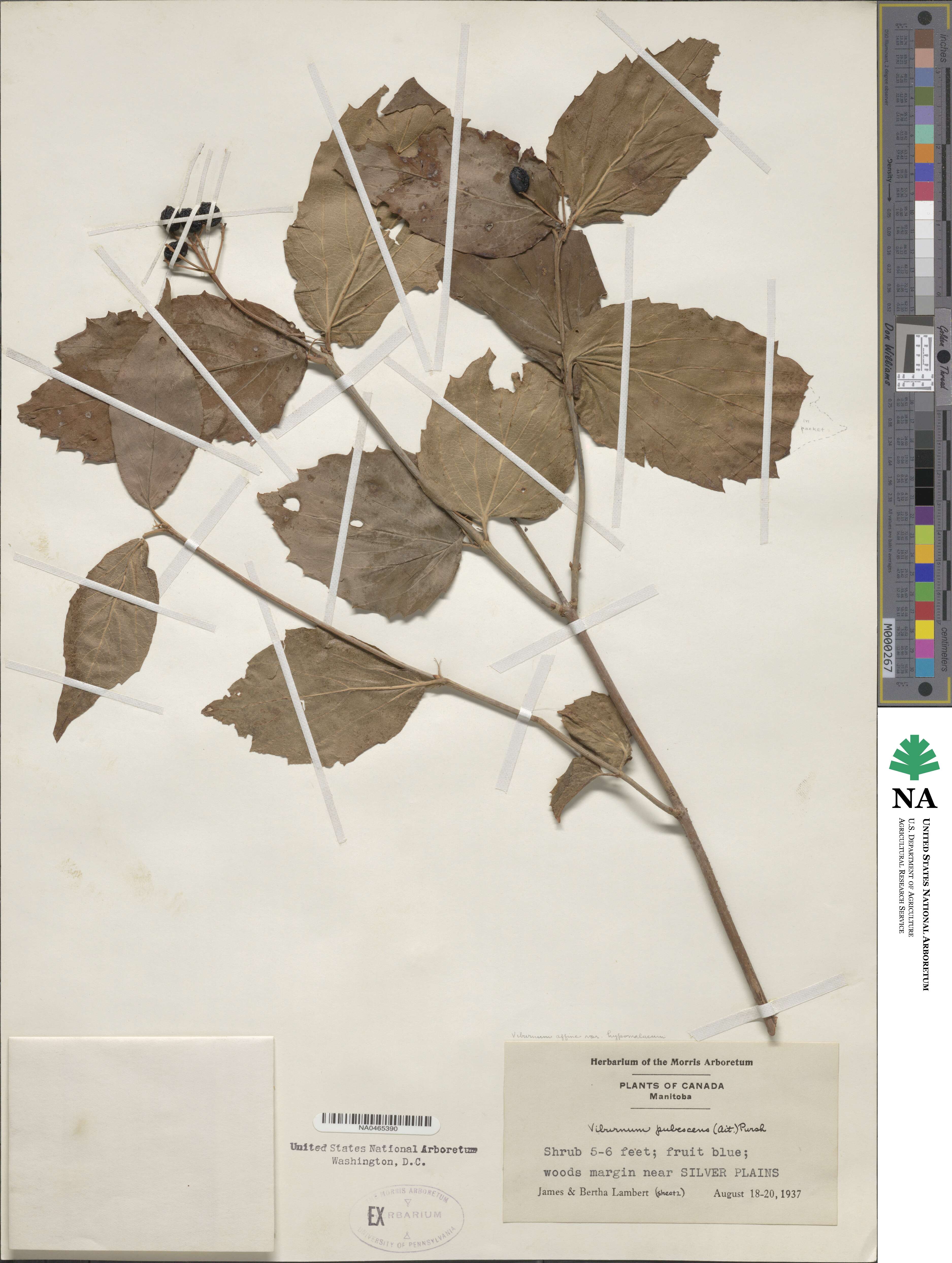 Viburnum rafinesquianum image