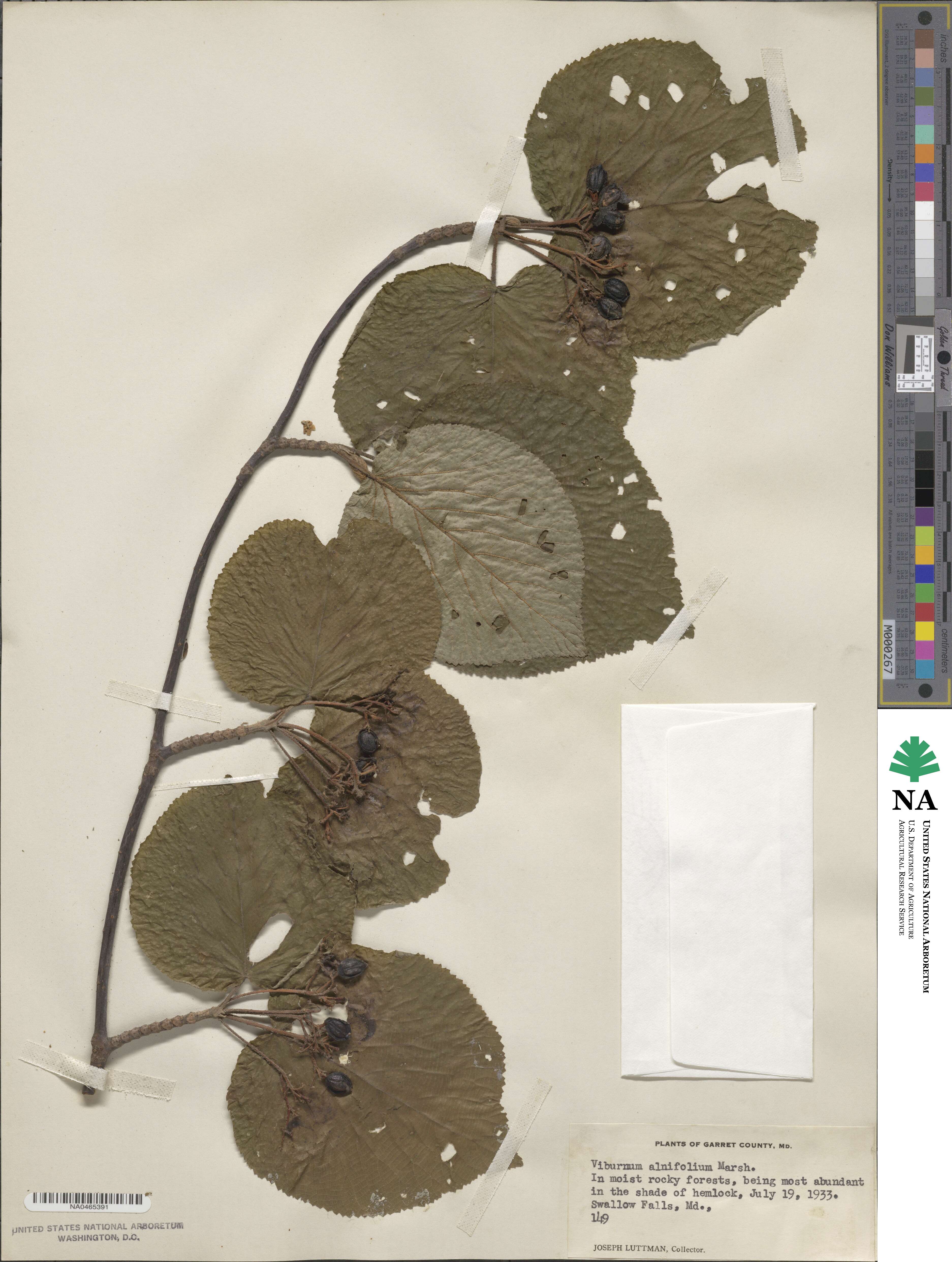 Viburnum lantanoides image