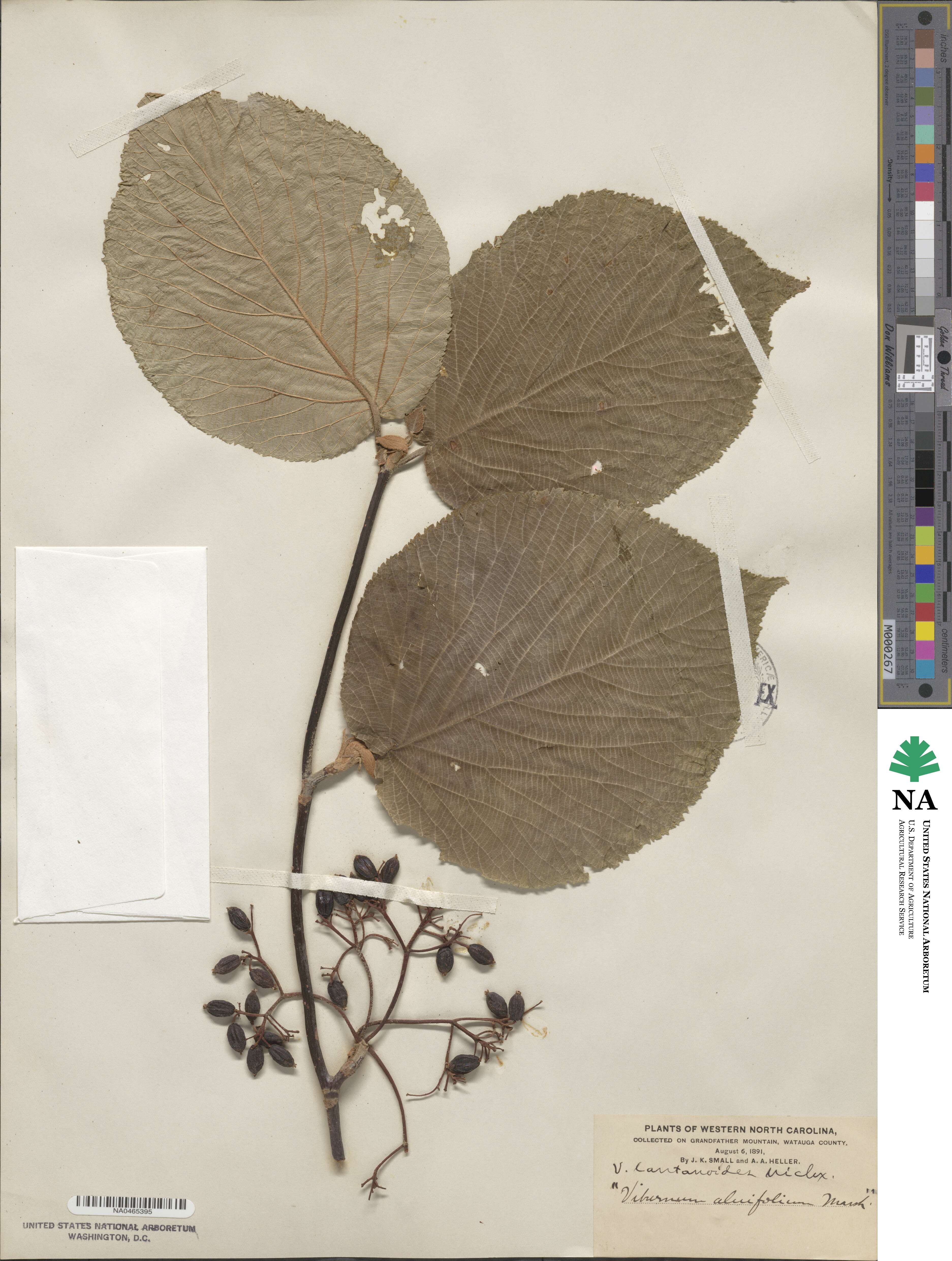 Viburnum lantanoides image