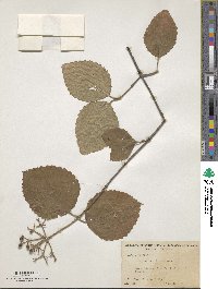 Viburnum deamii image