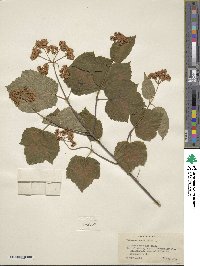 Viburnum acerifolium image