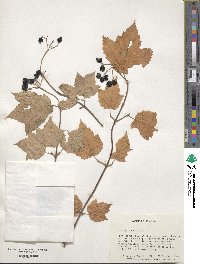 Viburnum acerifolium image