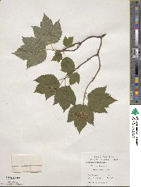 Viburnum acerifolium image