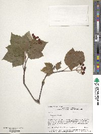 Viburnum acerifolium image