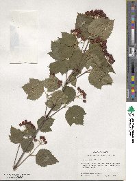 Viburnum acerifolium image