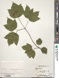 Viburnum acerifolium image