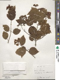 Viburnum acerifolium image