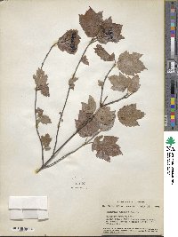 Viburnum acerifolium image