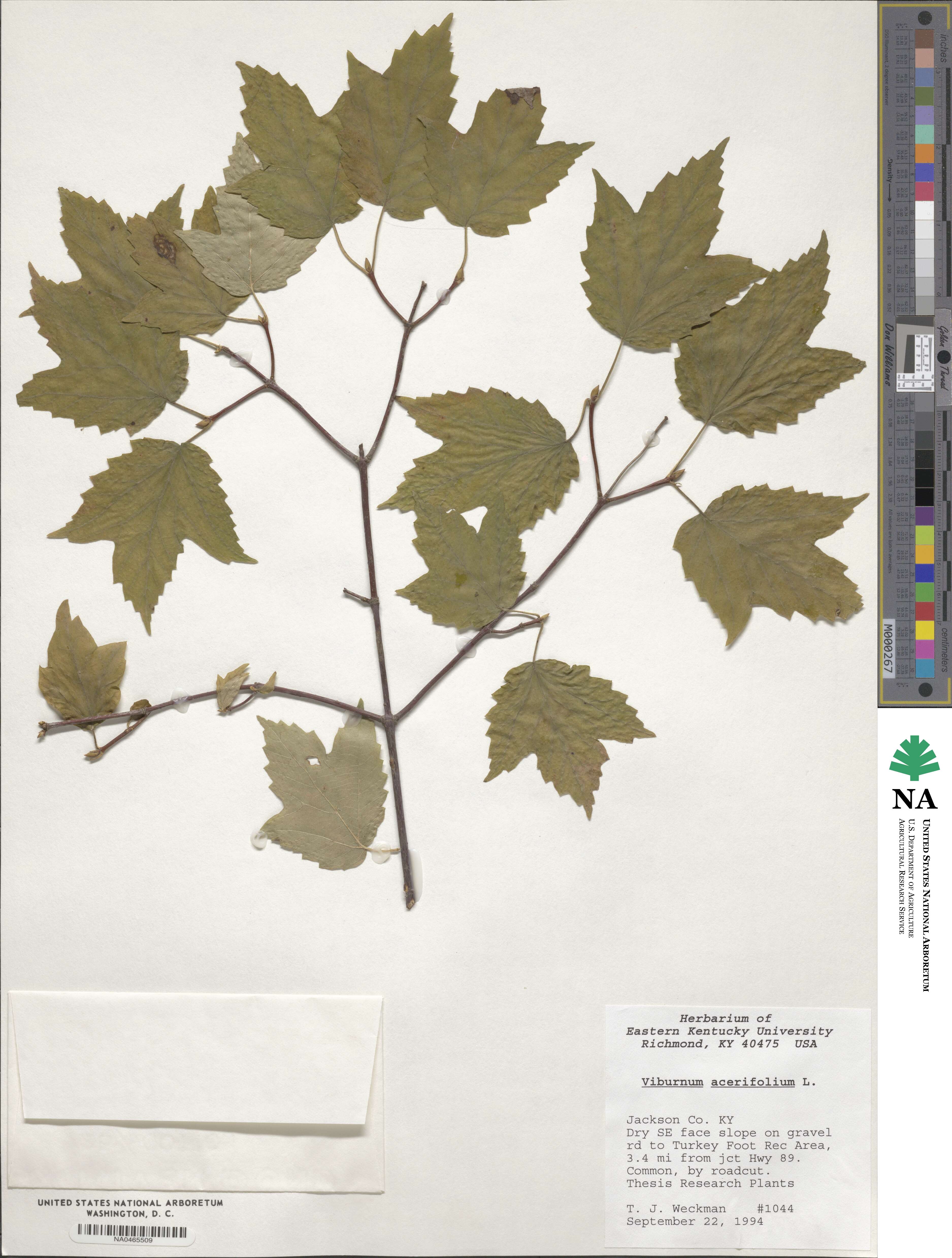 Viburnum acerifolium image
