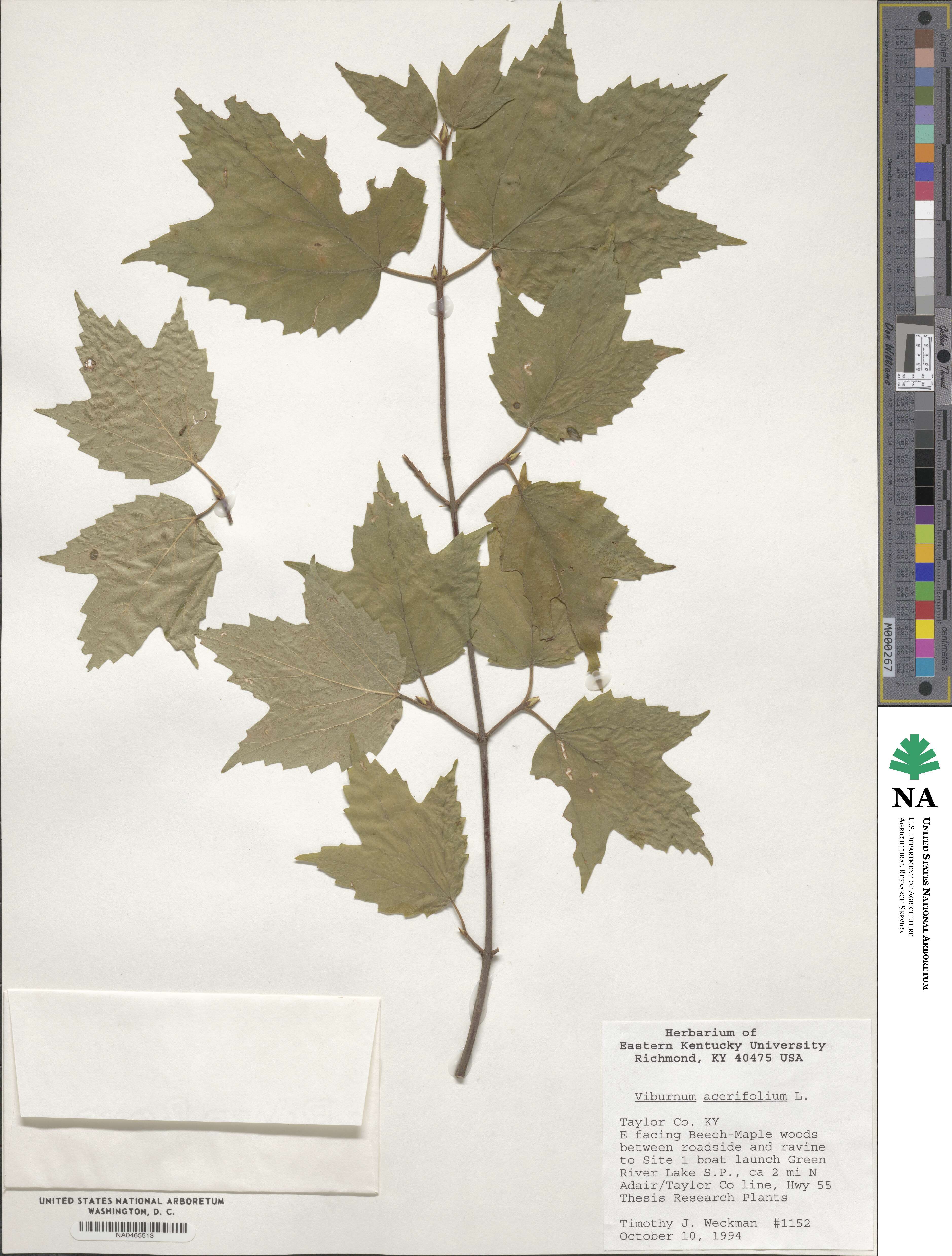 Viburnum acerifolium image