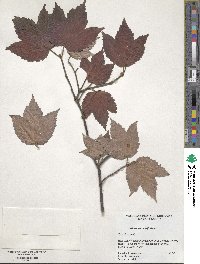 Viburnum acerifolium image