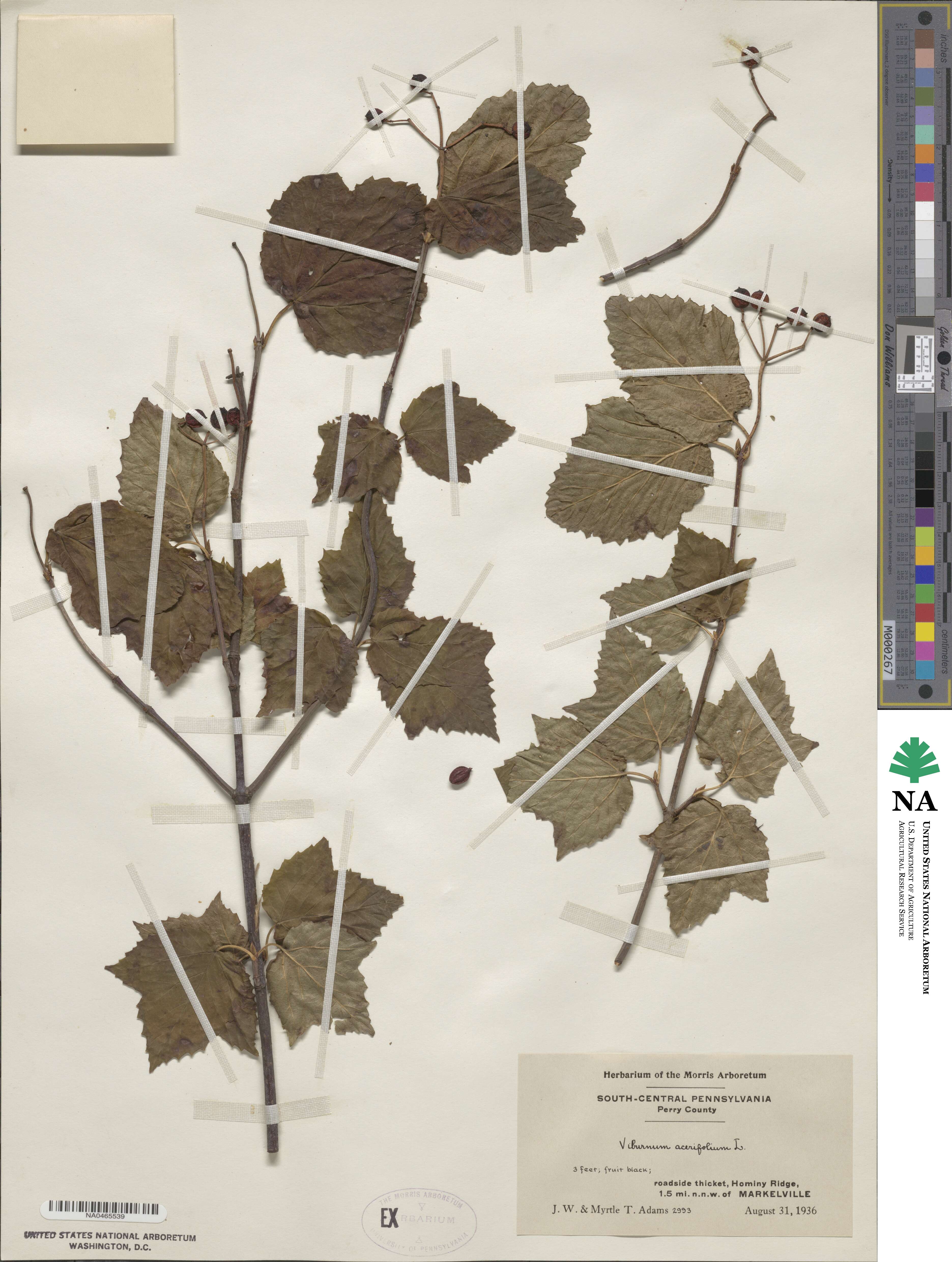 Viburnum acerifolium image