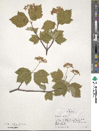 Viburnum acerifolium image