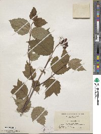 Viburnum acerifolium image