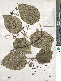 Viburnum lantanoides image