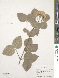 Viburnum carlesii image