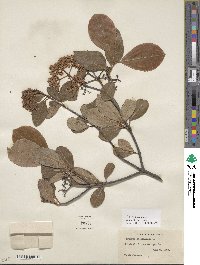 Viburnum cassinoides image