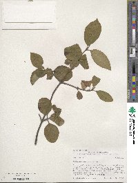 Viburnum cassinoides image