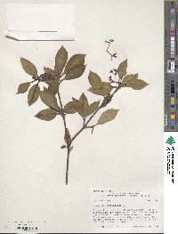 Viburnum cassinoides image