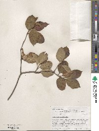 Viburnum cassinoides image