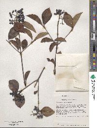 Viburnum cassinoides image