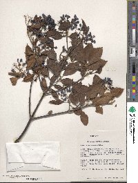 Viburnum cassinoides image