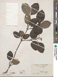 Viburnum cassinoides image