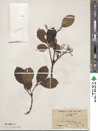 Viburnum cassinoides image