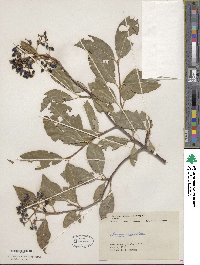 Viburnum cassinoides image