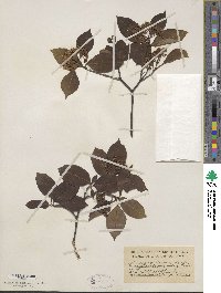 Viburnum cassinoides image